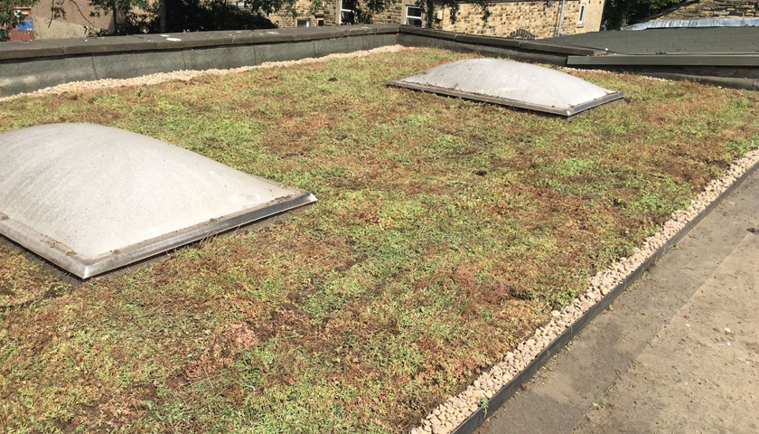 grass roof system